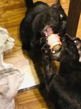 Natural Catnip Toys For Cats Crazy Healthy Cat Toys For Kitten Edible Treating Cleaning