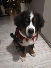 Grooming-Accessories Towel Scarf Necklace Collars Decor Cat Dogs Saliva Adjustable Plush