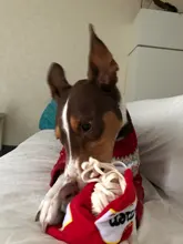 Training-Toy Toys Puzzle Noodle-Shape Puppy-Dog Nosework Dogs Leaking Funny Sniffing