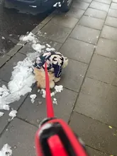 Coat Jacket Puppy Pet-Dog French Bulldog Small Dogs Waterproof Winter Super Cotton 