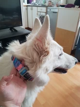 Pet-Dog-Tag Dog-Collar Pitbull Custom Adjustable Personalized Name-Phone Nylon Cool Print