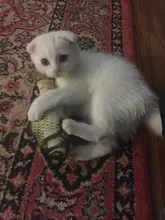 Cat Toy Pet-Toy Pet-Interaction-Supplies Catnip Fish-Shape Kapmore Creative Bite-Resistant