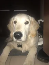 Pet-Id-Tag Pendant Pet-Accessories Puppy Engraved Keyring-Bone Personalized-Collar 