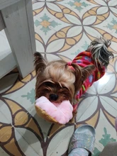 Puppy Chew Sound-Toys Ice-Cream Carrot Interactive Small-Dogs Pawstrip Squeaky-Bone 1pc