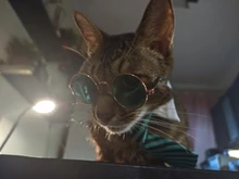 Pajarita a rayas para perro y gato, Collar ajustable para mascotas, corbata blanca para perro, y boda para fiesta, 2020