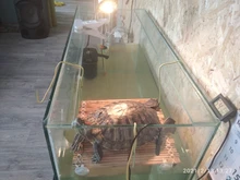 Conjunto de lámpara para reptiles UVA + UVB 3,0, con soporte de bombilla con Clip y termómetro, higrómetro, Tortuga, Kit de lámpara de calentamiento de base