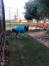 Vest Dog Jacket French Bulldog Waterproof Coat Pet-Outfit Dogs-Pet Winter Large Medium