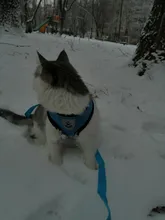 Vest Leash-Set Dog-Accessories Puppy Cat-Harness Small Dogs Chihuahua Breathable Mesh