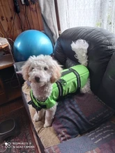 KIMHOME MASCOTA Perro Grande Reflector Transpirable Perro Impermeable Para Perros Pequeños Súper Flotabilidad Chaleco Salvavidas Ropa Para Perros XXS-XXL