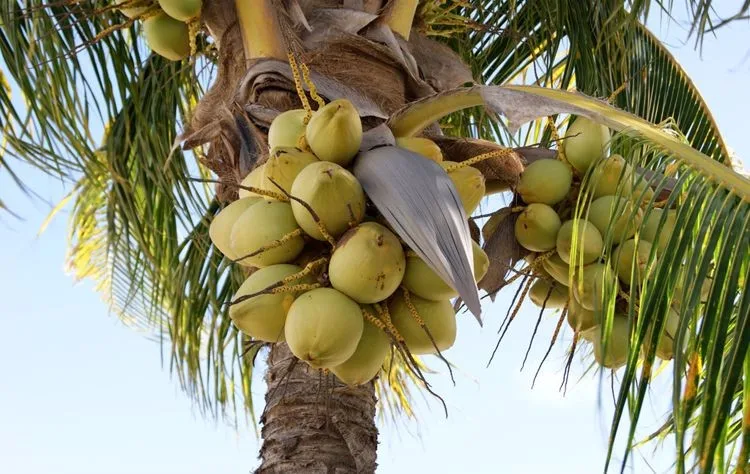 椰子不小心发芽变成老椰子之后还能吃吗-养生法典