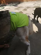 Pet-Physiological-Pants Underwear Diapers Dog Washable Female Short Puppy for Small Doggie