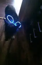 Leash Light-Up Pet-Collar Luminous Adjustable LED 1pcs High-Quality