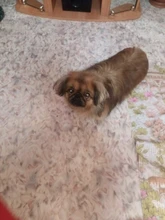 Hair-Trimmer Pets-Clippers Pet-Grooming-Machine Nail-Grinding Dog Baorun Foot-Hair Usb-Rechargeable