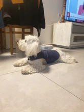 Ropa de invierno cálida para perros, chaleco reflectante para cachorros, chaqueta polar cómoda para mascotas, abrigo para perros pequeños, medianos y grandes, 2020