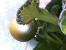 Endoscopio con cámara 1080P y cable impermeable de 8m con USB, boroscopio de inspección con cámara fullHD, 8 leds, para Android y PC, 1, 2, 5m, 8mm