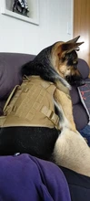 Vest Dog-Harness German-Shepherd Dogs Pet-Military-Training Molle Tactical Medium 