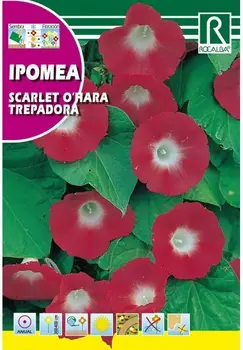 

Flowers IPOMEA RUBRO COERULEA red climber