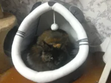 Cat Bed Tent House Cushion Pet-Bed Removable Warm Winter with Collapsible Xmas