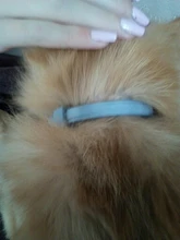 Tick Collar accesorios sellado suministros para mascotas para perros o gatos 8 meses, productos de alta calidad gato ajustable Collar antipulgas