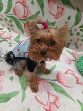 2020 verano nuevo cachorro de perro lindo chaleco ropa de gato plátano sandía fruta lindo algodón camiseta ropa para mascotas ropa de perros mediano