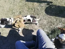 Vest Dog-Harness German-Shepherd Dogs Pet-Military-Training Molle Tactical Medium 