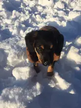 Abrigo de invierno para mascotas, ropa cálida para perros pequeños, abrigo de Navidad para perros grandes, chihuahua