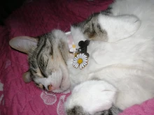 Collar ajustable para mascota de estilo japonés, Cascabel hueco de flor, arnés para perro y gato, correa de conejo, accesorios