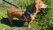 Harness Vest Belt Chest-Strap Dog-Training-Reflective Big-Dogs Adjustable Outdoor 