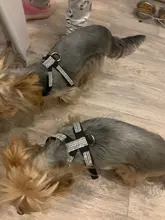 Collar de perro ajustable productos para mascotas Collar para perro arnés correa de liberación rápida Rhinestone Bling de cuero de la PU 1 PC