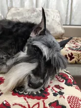 Grooming Clippers Hair-Trimmer Cat Shaver Haitcut-Machine Professional Electric Baorun