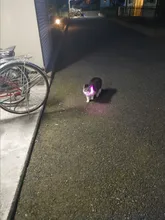 Collares de luz LED para perros de compañía, collares luminosos recargables y parpadeantes para perros de noche, Collar luminoso USB, decoración para el cuello que brillan en la oscuridad