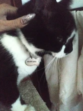 Etiqueta de identificación de Gato de acero inoxidable para mascotas, etiquetas de nombres de mascotas, Collar para gatos, accesorios con teléfono, sexo y etiquetas de nombres, grabado gratis