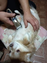 Shaver Hair-Trimmer Grooming-Clippers Electric-Scissors Professional Dogs Animal Rechargeable