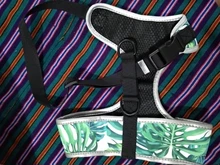 Arnés de Bulldog Francés transpirable para perros pequeños y medianos, chaleco para gatos, entrenamiento para caminar