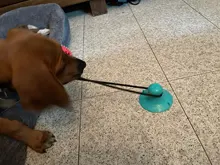 Juguetes de perro ventosa de silicona para perros de compañía Tug interactivo bola juguetes para mascotas masticar morder los dientes cepillo de limpieza de los perros Juguetes
