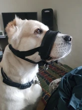 Correa de cuello de cabeza acolchada para perro, herramienta de entrenamiento para dejar de tirar