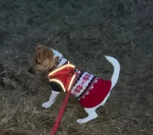 Nylon Mesh Puppy Cat Harnesses Vest Reflective Dog Harness and Leash Set for Chihuahua