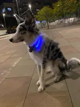 Neck-Belt Pet-Collar Led-Light Flashing Glowing Leopard Night-Safety Nylon Adjustable