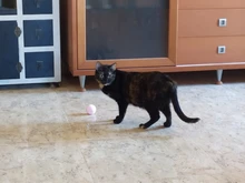 Toy Interactive-Ball Cat-Toys Catnip Training Smart Pet-Playing-Ball Pet-Squeaky-Supplies