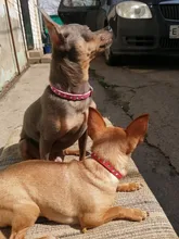 Necklace-Accessories Products Puppy Dogs-Collar Pet Chat Kitten Small for Pour Animaux