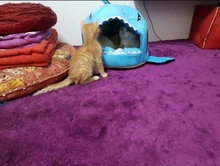 Dog House Shark Washable House Pet Bed Shark Dog Bed Cat Beds & Mats House Sleeping Sofa