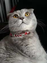 Cat-Collar Cat-Accessories Puppy Rhinestone Name Custom Small Chihuahua Yorkshire-Free