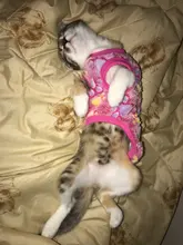 Cat Coats Jacket Dog-Costumes-Clothes Pet-Supplies Small Dogs Fleece Cartoon Autumn/winter