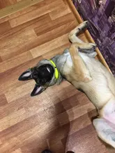 Collar para perro desodorante y resistente al agua de TPU y nailon, fácil limpieza, de alta calidad, suministros para mascotas, 7 colores, de moda