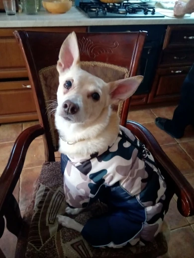 Winter Pet Dog Waterproof Warm Jacket photo review