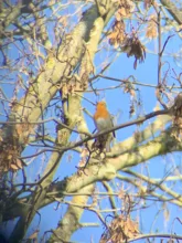 Actualización telescopio binoculares especial accesorios adaptador Clip conector soporte para teléfono móvil para Binocular titular viendo