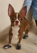 Puppy-Boots Pet-Shoes Lovely Dogs Snow Anti-Slip Zipper Winter Warm Denim Lets Casual