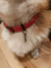 Collar-Accessories Dog-Tag Engraved-Tel Sex-Name-Tag Dogs Kitten Pupp Pet-Dog Stainless-Steel