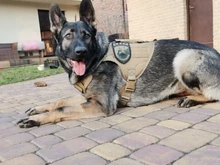 Vest Dog-Harness German-Shepherd Dogs Pet-Military-Training Molle Tactical Medium 