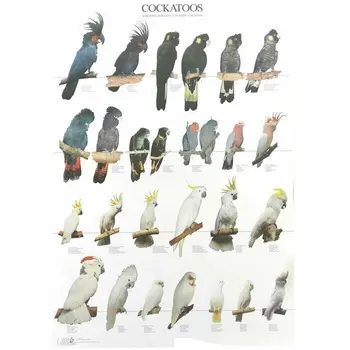 

POSTERS and LAMINAS CACATUAS